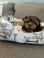 Cosmo, a male Yorkshire Terrier for sale in Albuquerque, NM – 1 of 6