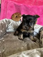 Sally, a female Yorkshire Terrier for sale in Albuquerque, NM – 3 of 7