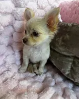 Chloe, a female Chihuahua for sale in Albuquerque, NM – 2 of 10