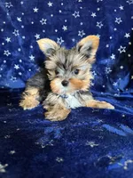 Sam, a male Yorkshire Terrier for sale in Albuquerque, NM – 6 of 7