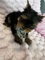 Dior, a female Yorkshire Terrier for sale in Albuquerque, NM – 5 of 9