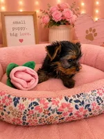 Lovely , a female Yorkshire Terrier for sale in Albuquerque, NM – 3 of 3
