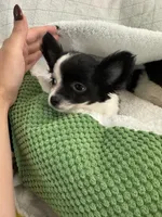 Nico, a male Chihuahua for sale in Albuquerque, NM – 6 of 9