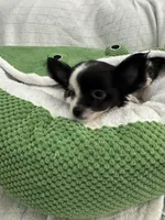 Nico, a male Chihuahua for sale in Albuquerque, NM – 4 of 9