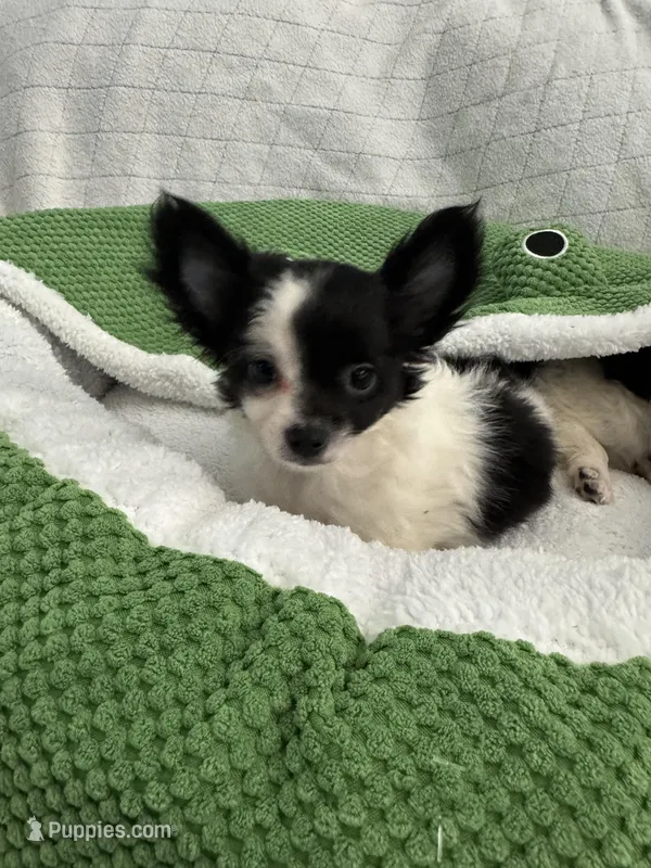 Nico – Chihuahua puppy for sale in Albuquerque, NM