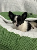 Nico, a male Chihuahua for sale in Albuquerque, NM – 1 of 9