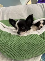 Nico, a male Chihuahua for sale in Albuquerque, NM – 9 of 9