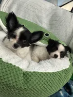 Nico, a male Chihuahua for sale in Albuquerque, NM – 8 of 9