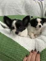 Nico, a male Chihuahua for sale in Albuquerque, NM – 5 of 9