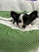 Nico, a male Chihuahua for sale in Albuquerque, NM – 3 of 9