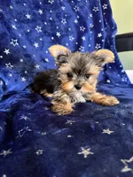 Sam, a male Yorkshire Terrier for sale in Albuquerque, NM – 7 of 7