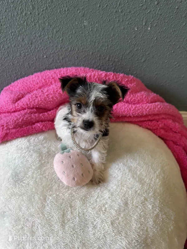 Coco, a female Yorkshire Terrier for sale in Albuquerque, NM – 1 of 9