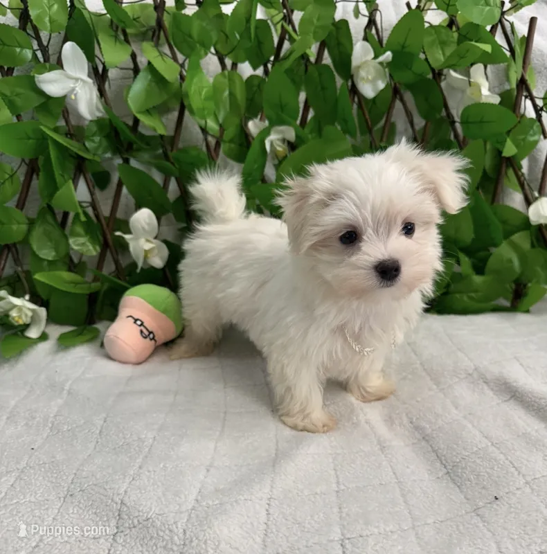 Milo – Maltese puppy for sale in Albuquerque, NM