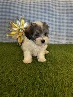 Archie , a male Maltipoo for sale in Albuquerque, NM – 7 of 9