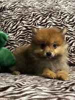 Teddy, a male Pomeranian for sale in Albuquerque, NM – 2 of 6