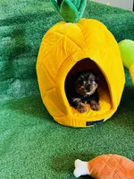 Nillo, a male Yorkshire Terrier for sale in Albuquerque, NM – 7 of 7