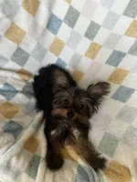 Romi, a male Yorkshire Terrier for sale in Albuquerque, NM – 3 of 7