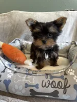 Gizmo, a male Yorkshire Terrier for sale in Albuquerque, NM – 3 of 6