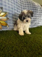Archie , a male Maltipoo for sale in Albuquerque, NM – 5 of 9