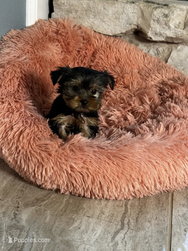 Precious – Yorkshire Terrier puppy for sale in Albuquerque, NM