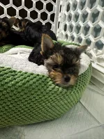 Sammy, a male Yorkshire Terrier for sale in Albuquerque, NM – 4 of 7