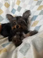 Romi, a male Yorkshire Terrier for sale in Albuquerque, NM – 2 of 7