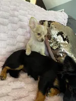 Chloe, a female Chihuahua for sale in Albuquerque, NM – 10 of 10