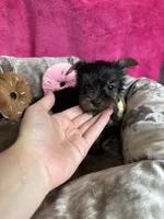 Sally, a female Yorkshire Terrier for sale in Albuquerque, NM – 2 of 7