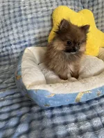 Little bear, a male Pomeranian for sale in Albuquerque, NM – Photo 4 of 7