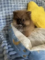 Little bear, a male Pomeranian for sale in Albuquerque, NM – Photo 6 of 7