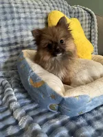 Little bear, a male Pomeranian for sale in Albuquerque, NM – Photo 5 of 7