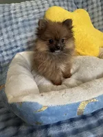 Little bear, a male Pomeranian for sale in Albuquerque, NM – Photo 3 of 7