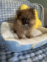 Little bear, a male Pomeranian for sale in Albuquerque, NM – Photo 7 of 7