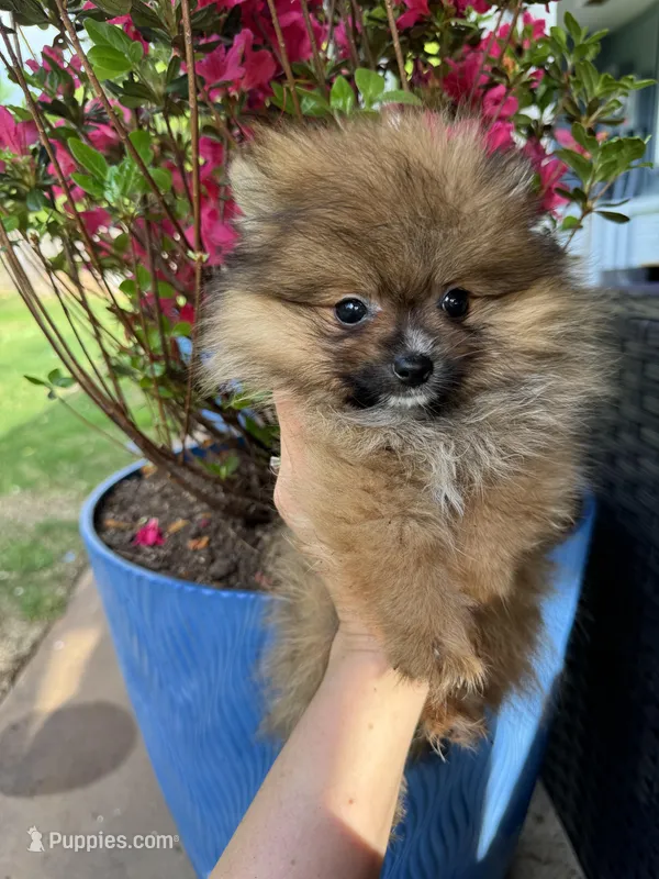 Little bear – Pomeranian puppy for sale in Albuquerque, NM