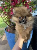 Little bear, a male Pomeranian for sale in Albuquerque, NM – Photo 1 of 7