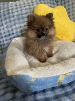 Little bear, a male Pomeranian for sale in Albuquerque, NM – Photo 2 of 7