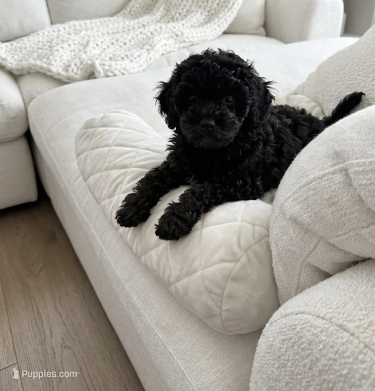 Cole – Poodle - Toy  puppy for sale in Albuquerque, NM