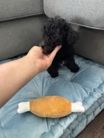 Cole, a male Poodle - Toy  for sale in Albuquerque, NM – Photo 6 of 6