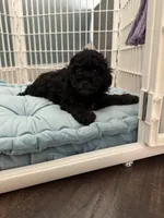 Cole, a male Poodle - Toy  for sale in Albuquerque, NM – Photo 4 of 6