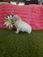 Poppy, a female Maltipoo for sale in Albuquerque, NM – 5 of 7