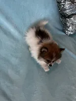Diego, a male Pomeranian for sale in Albuquerque, NM – 5 of 6