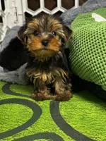 Winston, a male Yorkshire Terrier for sale in Albuquerque, NM – 6 of 6