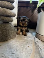 Precious, a female Yorkshire Terrier for sale in Albuquerque, NM – 8 of 10