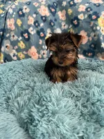 Atticus, a male Yorkshire Terrier for sale in Albuquerque, NM – 2 of 6