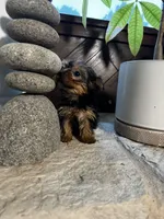 Precious, a female Yorkshire Terrier for sale in Albuquerque, NM – 5 of 10