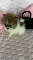 Coco, a female Pomeranian for sale in Albuquerque, NM – 4 of 6