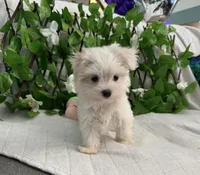 Milo, a male Maltese for sale in Albuquerque, NM – 5 of 7