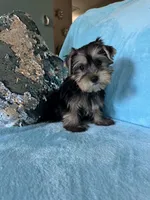 Rover, a male Yorkshire Terrier for sale in Albuquerque, NM – 1 of 5