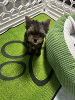 Sammy, a male Yorkshire Terrier for sale in Albuquerque, NM – 6 of 7