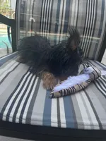 Sunny, a male Yorkshire Terrier for sale in Albuquerque, NM – 4 of 5